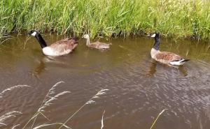 Pat 10 Canadees ganzenfamilie nog steeds in de sloot